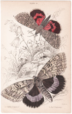 Plate 26
Clifden Nonpareil
Red Underwing